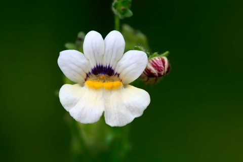 Capejewels (Nemesia strumosa)