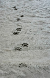 Tracks of a Leopard (Panthera pardus)