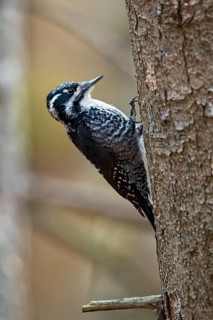 Eurasian Three-toed Woodpecker (Picoides tridactylus)