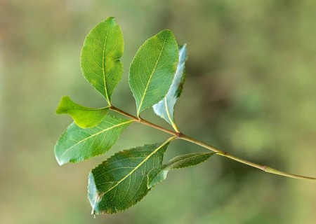 Khat plant