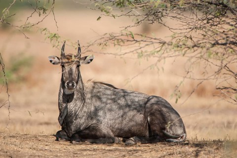Nilgai or nilgau (Boselaphus tragocamelus)