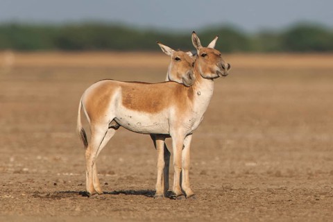 Onagers or Asiatic wild asses (Equus hemionus)
