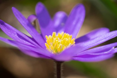 Balkan Anemone (Anemone blanda)