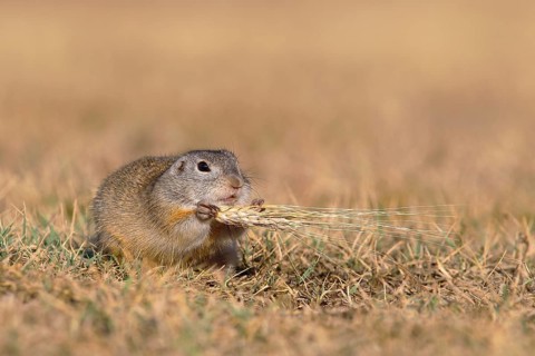Suslik (Citellus citellus)