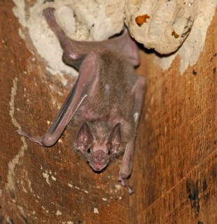 White-winged vampire (Diaemus youngi)