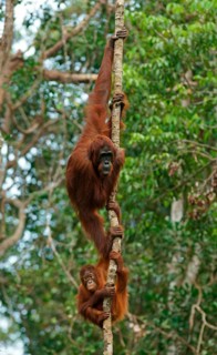 Bornean Orangutans (Pongo pygmaeus)