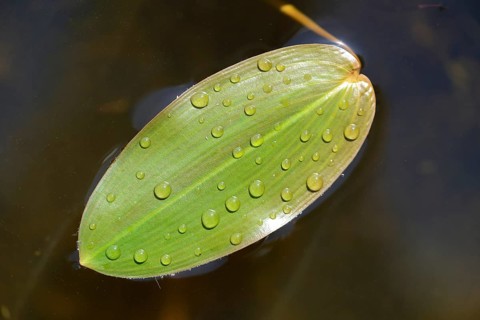 Common Pondweed or Floating Pondweed (Potamogeton natans)