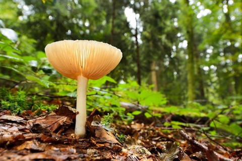Clitocybe gibba fungus