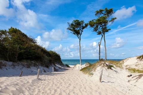 Dunes with windswept trees
