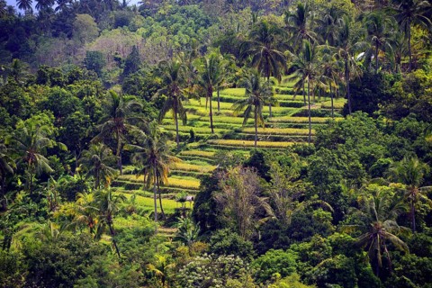 Rice paddies and rice terraces