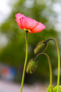 Poppy (Papaveraceae)