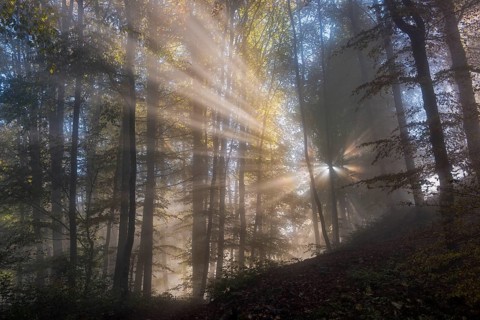 Sun rays in foggy mountain forest