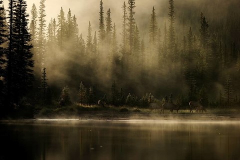 Elk (Cervus canadensis) on the shores of the misty Bow River