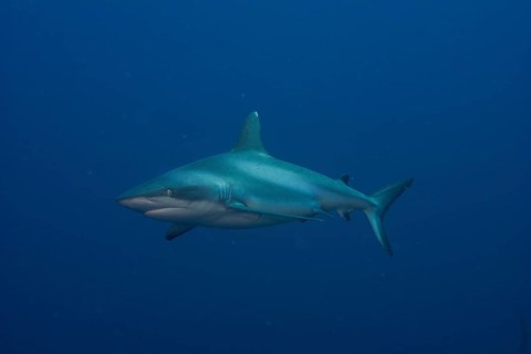 Grey Reef Shark (Carcharhinus amblyrhynchos)