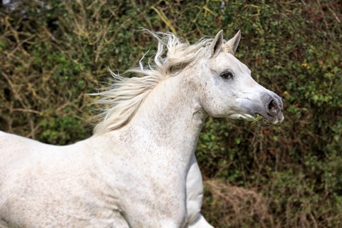 Arab full-blood horse galloping
