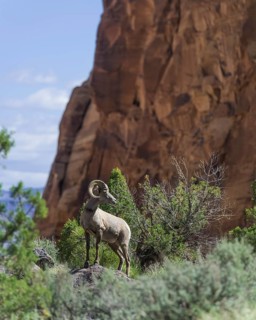 Desert Bighorn Sheep (Ovis canadensis nelsoni)