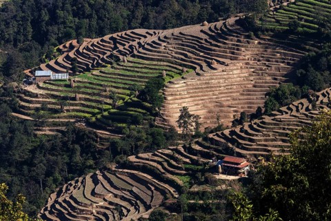 Terrace cultivation