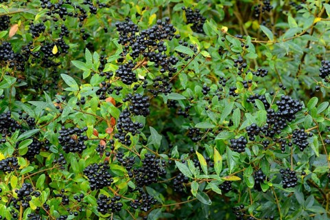 Privet (Ligustrum vulgare) with berries