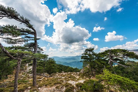 View of a pine forest and green hills