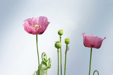 Oriental Poppy (Papaver orientale)