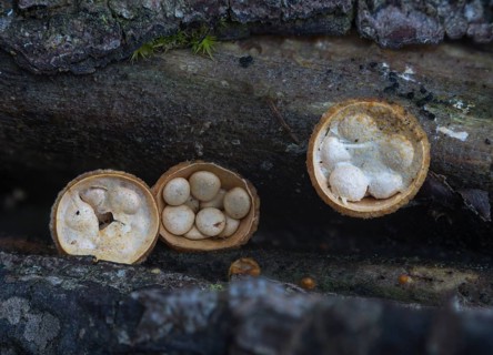 Common Bird's Nest (Crucibulum laeve) with cream-coloured sporangia