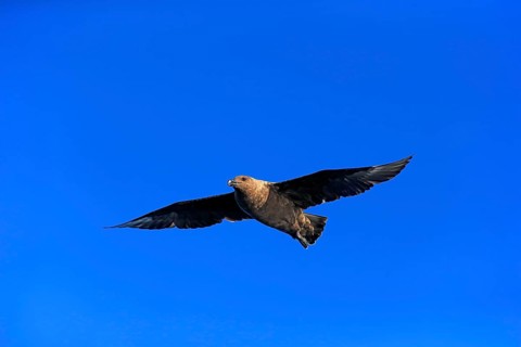 Subantarctic Skua or Brown Skua (Stercorarius antarcticus lonnbergi)