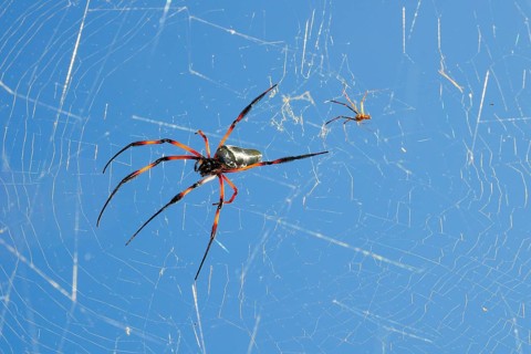 Red-legged golden orb-web spider (Nephila inaurata)