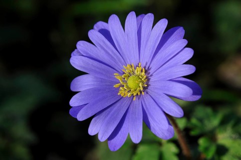 Balkan Anemone (Anemone blanda)