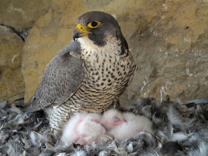 Peregrine Falcon (Falco peregrinus)