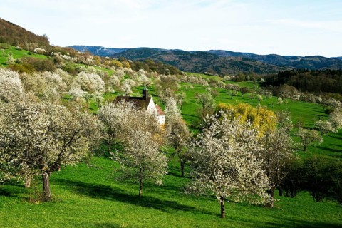 Cherry blossom