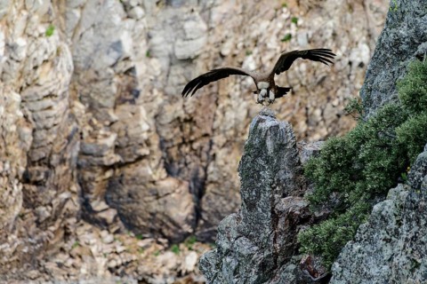 Griffon vulture (Gyps fulvus) lands on rock head