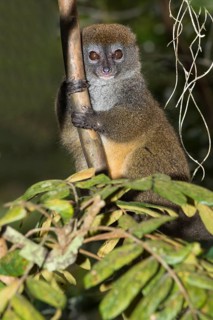 Eastern Lesser Bamboo Lemur (Hapalemur griseus)