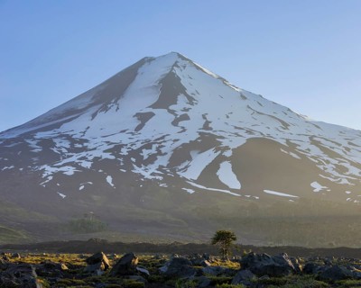 Monkey puzzle tree (Araucaria araucana) at the foot of the Conguillio volcano