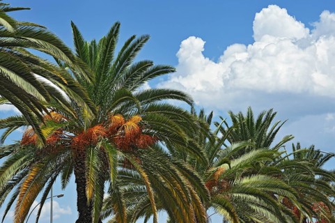 Date Palms (Phoenix)