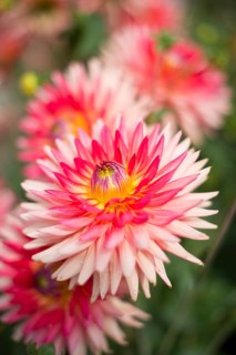 Semi-cactus Dahlia 'Uckermark' (Dahlia)