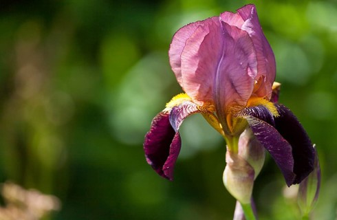 Bearded Iris