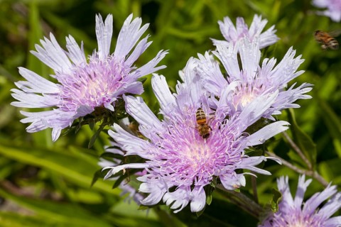 Bee on Stokes' Aster (Stokesia laevis)