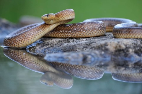 Aesculapian Snake (Zamenis longissimus) at water's edge