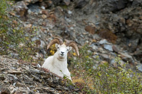 Dall Sheep (Ovis dalli)