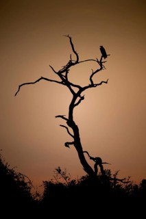 Dead tree against a reddish sky