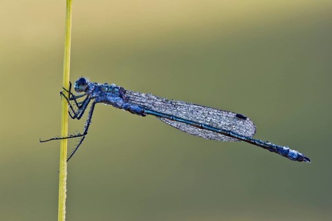 Emerald Spreadwing (Lestes dryas)