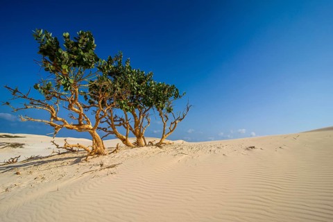 Shrubs growing in the sand dunes