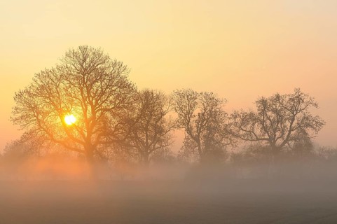 Sunrise with trees and fog