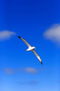 Shy albatross (Thalassarche cauta)