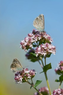 Adonis blue (Polyommatus bellargus