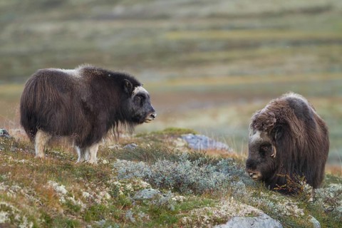 Musk ox (Ovibos moschatus)
