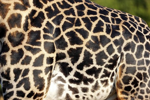 Rhodesian giraffe (Giraffa camelopardalis thornicrofti)
