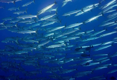 School of Blackfin Barracuda (Sphyraena qenie)