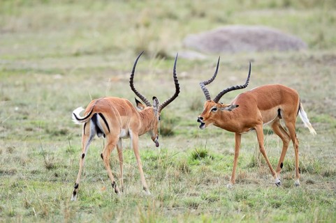 Impalas (Aepyceros melampus)