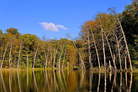 Lake Schweingartensee in the autumn